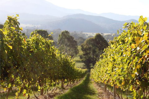 Pizzini's Vineyard Guesthouse - Accommodation Brunswick Heads 6