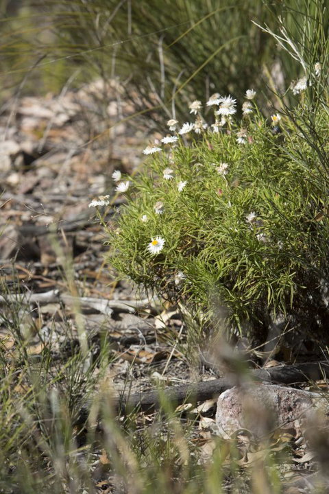 Kroombit Tops National Park Camping Ground - Accommodation Brunswick Heads 1