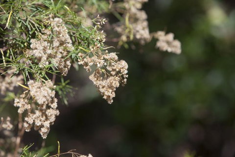 Kroombit Tops National Park Camping Ground - Accommodation Brunswick Heads 2