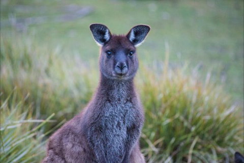 Postmans Cottage - Flinders Chase National Park - Accommodation Brunswick Heads 4