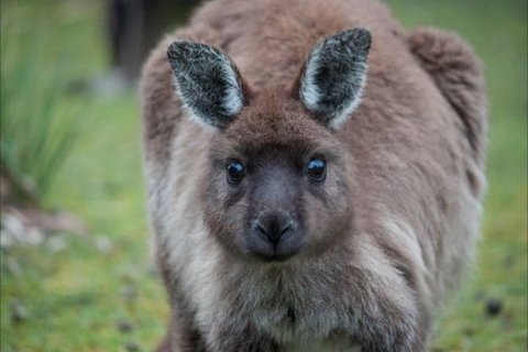 Postmans Cottage - Flinders Chase National Park - Accommodation Brunswick Heads 5