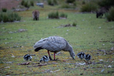 Postmans Cottage - Flinders Chase National Park - Accommodation Brunswick Heads 6