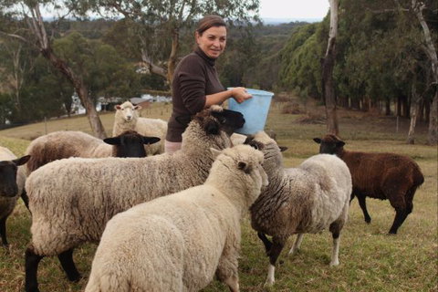 Blueberry Hills On Comleroy - Accommodation Brunswick Heads 7