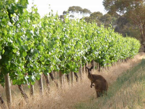 Angas Plains Wines Suites - Accommodation Brunswick Heads 6