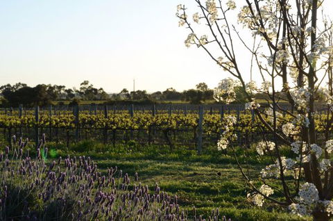 Angas Plains Wines Suites - Accommodation Brunswick Heads 7