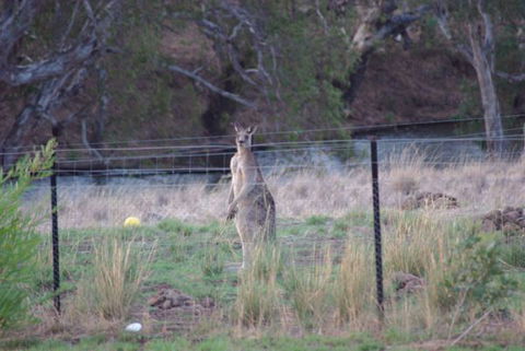 Yalooka Farm - Accommodation Brunswick Heads 9