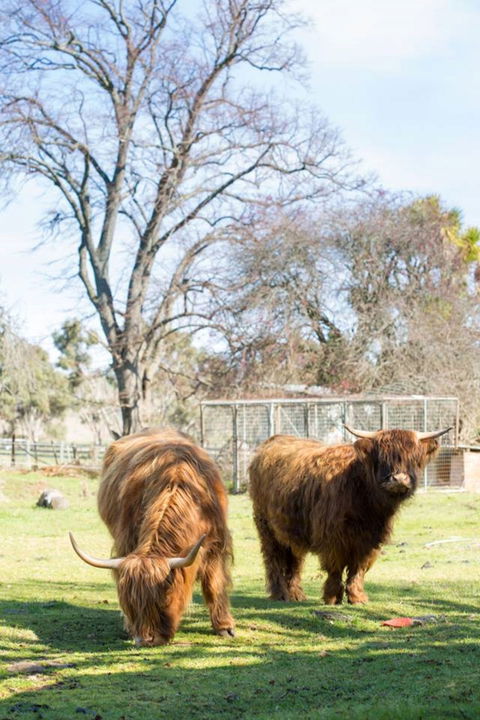 Ratho Farm - Accommodation Brunswick Heads 8