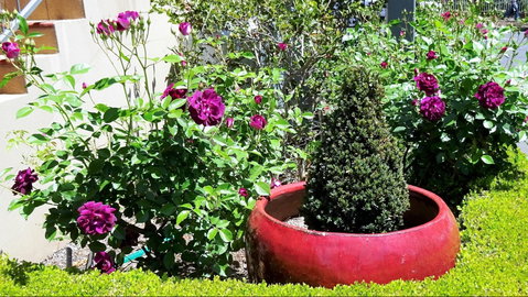 Armidale Pines Motel - Accommodation Brunswick Heads 0