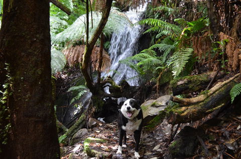 The Peak Forest Retreat - Accommodation Brunswick Heads 7