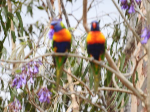 Twilight Grove Farm Bed And Breakfast - Accommodation Brunswick Heads 0