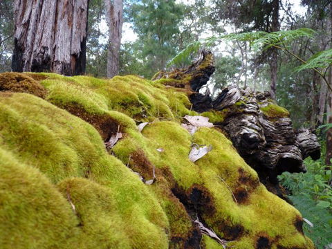 Fernhook Falls Camp At Mount Frankland South National Park - Accommodation Brunswick Heads 0