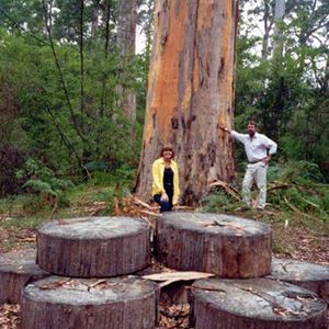 Northcliffe Bibbulmun Break Motel - Accommodation Brunswick Heads 4
