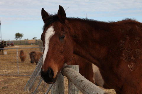 Tarnasey Farm - Cooper's Cottage - Accommodation Brunswick Heads 1