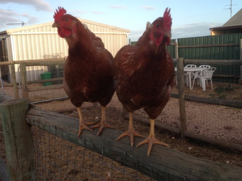 Tarnasey Farm - Cooper's Cottage - Accommodation Brunswick Heads 2