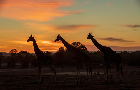 Zoofari Lodge, Taronga Western Plains Zoo Dubbo - Accommodation Brunswick Heads 1