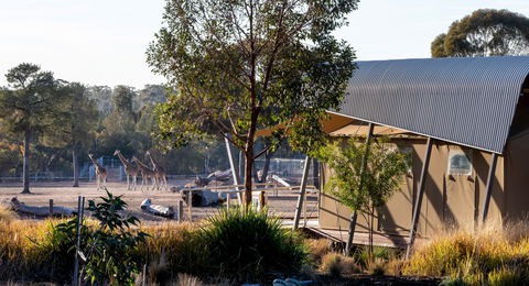 Zoofari Lodge, Taronga Western Plains Zoo Dubbo - Accommodation Brunswick Heads 2