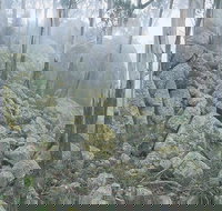 Waratah Gully campground - Accommodation Brunswick Heads