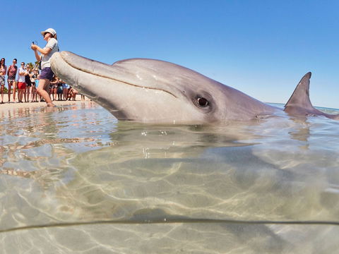 RAC Monkey Mia Dolphin Resort - Accommodation Brunswick Heads 2