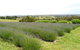 Serendipity Lavender Farm - thumb 1