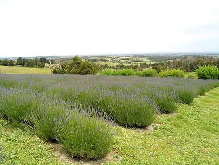 Serendipity Lavender Farm - Accommodation Brunswick Heads 1
