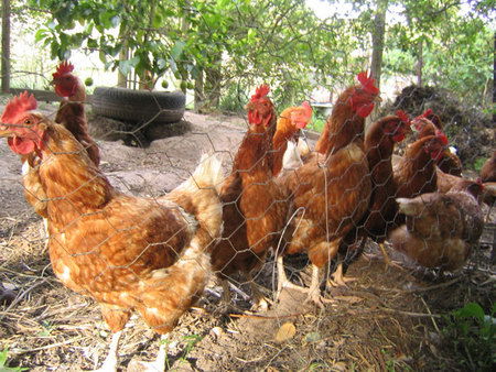 Cottage Braeside Mt Macedon - Accommodation Brunswick Heads 2