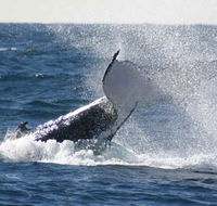 Whale Watching Sydney - Accommodation Brunswick Heads
