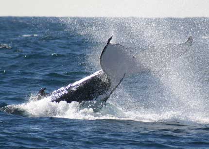 Whale Watching Sydney - Accommodation Brunswick Heads 0