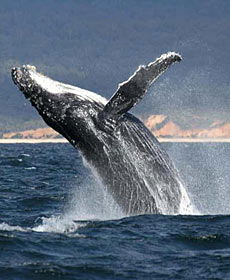 Whale Watching Sydney - Accommodation Brunswick Heads 2