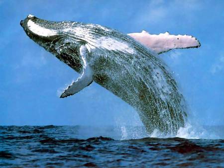 Whale Watching Sydney - Accommodation Brunswick Heads 3
