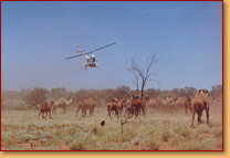 Kings Creek Station - Accommodation Brunswick Heads 2