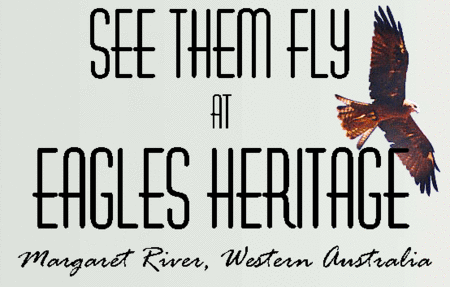 Eagles Heritage Raptor Wildlife Centre - Accommodation Brunswick Heads