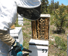 The House Of Honey - Accommodation Brunswick Heads 0