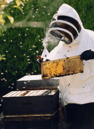 The House Of Honey - Accommodation Brunswick Heads 3