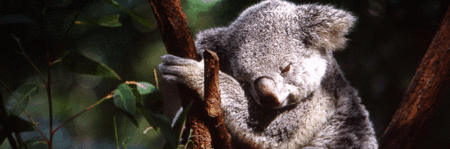 Koala and River Cruise by Mirimar Cruises - Accommodation Brunswick Heads