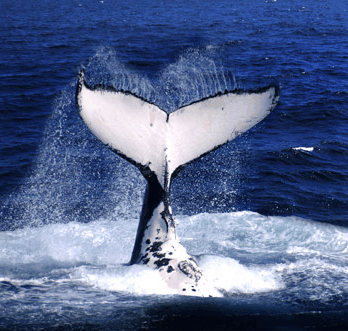 Brisbane Whale Watching - Accommodation Brunswick Heads