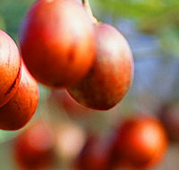 Tropical Fruit World - Accommodation Brunswick Heads