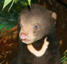 Perth Zoo - Accommodation Brunswick Heads 0