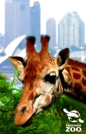 Taronga Zoo - Accommodation Brunswick Heads 3