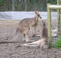 Jirrahlinga Koala  Wildlife Sanctuary - Accommodation Brunswick Heads