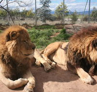 Mansfield Zoo - Accommodation Brunswick Heads
