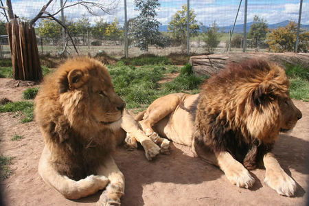 Mansfield Zoo - Accommodation Brunswick Heads 0