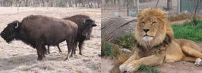 Mansfield Zoo - Accommodation Brunswick Heads 3