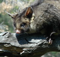 Moonlit Sanctuary Wildlife Conservation Park - Accommodation Brunswick Heads