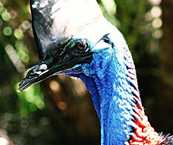 Alma Park Zoo - Accommodation Brunswick Heads 0