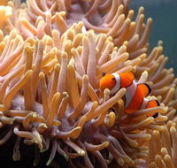 Reef HQ Great Barrier Reef Aquarium - Accommodation Brunswick Heads