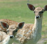 Marapana Wildlife Park - Accommodation Brunswick Heads