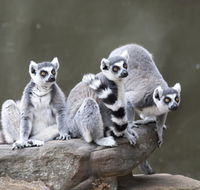 Adelaide Zoo - Accommodation Brunswick Heads