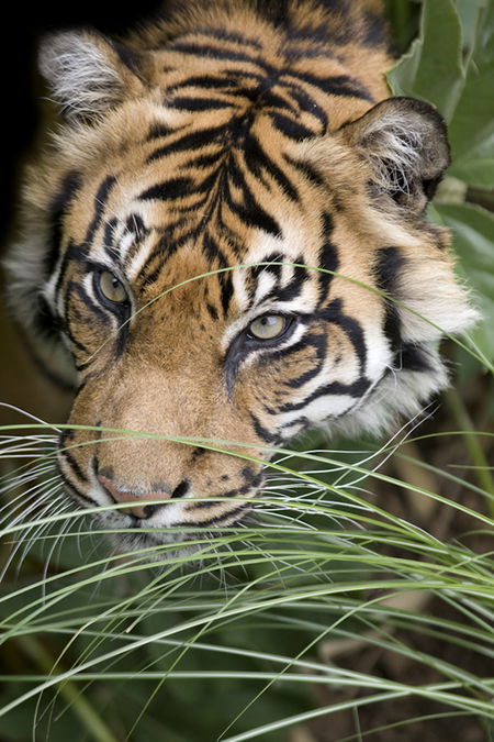 Adelaide Zoo - Accommodation Brunswick Heads 1