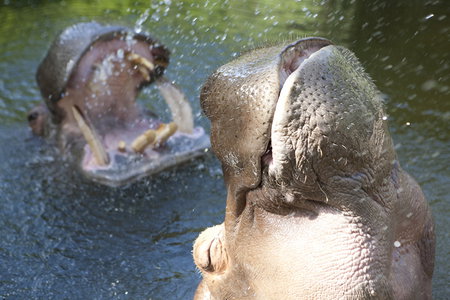 Adelaide Zoo - Accommodation Brunswick Heads 2