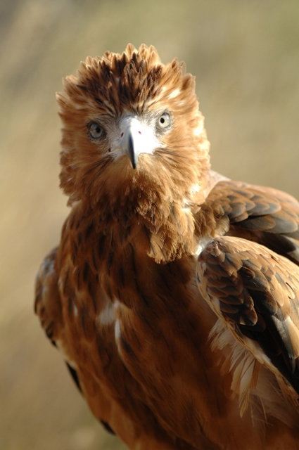 Accommodation Brunswick Heads